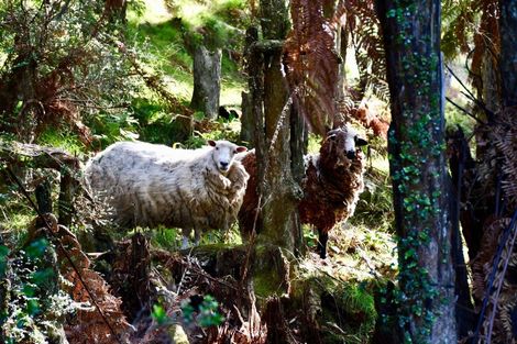 Photo of property in 6 Arapito Road, Karamea, 7893