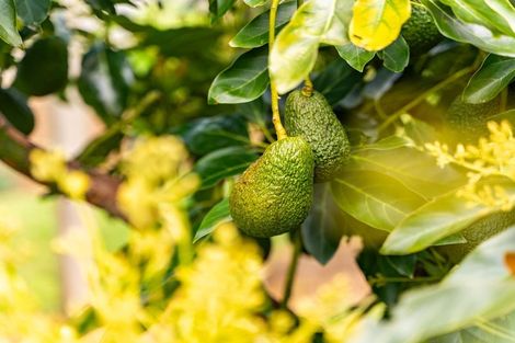 Photo of property in 49 Newton Road, Maungatapere, Whangarei, 0170