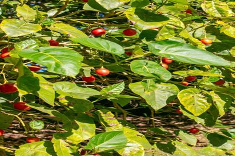 Photo of property in 664 State Highway 2, Tahawai, Katikati, 3170