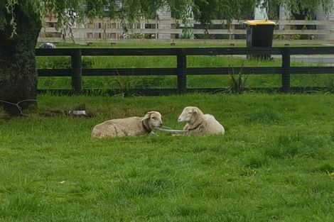 Photo of property in 32 Banks Road, Matamata, 3473