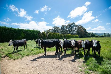 Photo of property in 56 Dukes Road South, Mosgiel, 9092