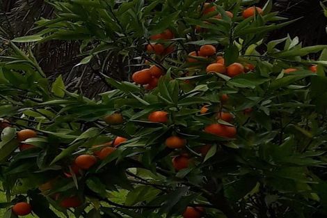 Photo of property in 24 Lynmore Drive, Hillpark, Auckland, 2102