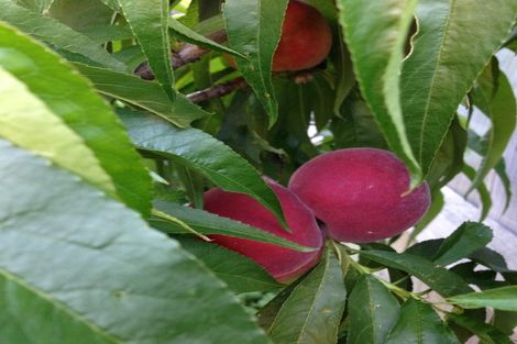 Photo of property in 7 Douglas Street, Lincoln, 7608