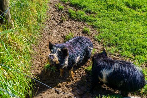 Photo of property in 280c Baldrock Road, Kaiwaka, Maungaturoto, 0587