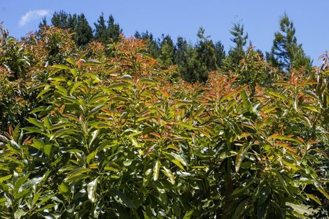 Photo of property in 54d Chard Road, Aongatete, Katikati, 3178