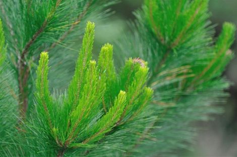 Photo of property in 393 Thongcaster Road, Eyrewell, West Eyreton, 7495