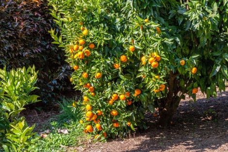 Photo of property in 19 Rewa Rewa Valley, Tairua, 3508