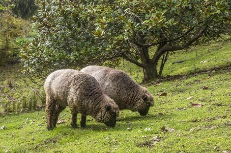 Photo of property in 15 Wilson Road, Warkworth, 0981