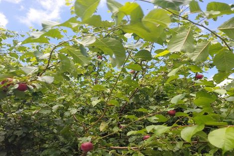 Photo of property in 217 Hokianga Road, Dargaville, 0310