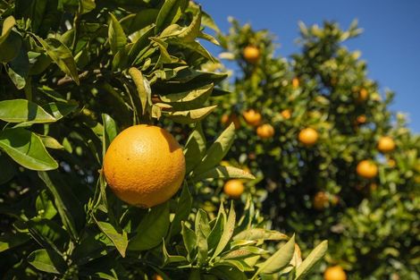 Photo of property in 1286 Matawai Road, Ormond, Gisborne, 4071