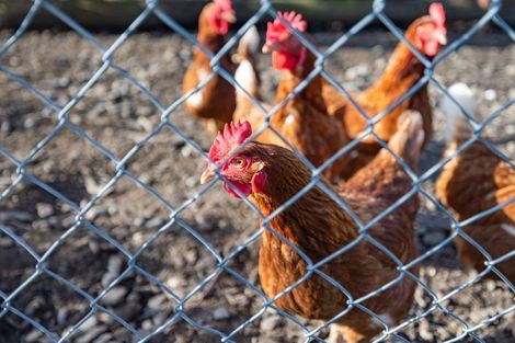 Photo of property in 22 Fairhurst Place, Rolleston, 7614