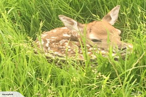 Photo of property in 18 Meadowlinks Lane, Pleasant Point, 7974