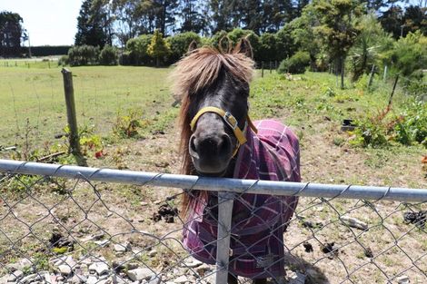 Photo of property in 251 Drysdale Road, Myross Bush, Invercargill, 9872