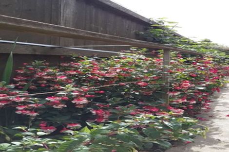 Photo of property in 3 Broadfell Avenue, Avonhead, Christchurch, 8042