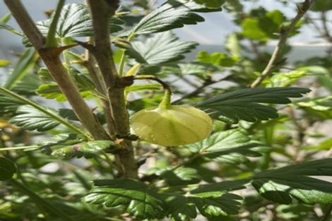 Photo of property in 98 Hawke Road, Orari, Geraldine, 7992