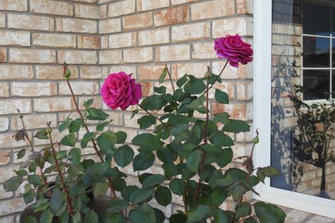 Photo of property in 12 Lansdowne Road, Katikati, 3129