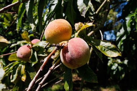 Photo of property in 154 Oroua Road, Kairanga, Palmerston North, 4475