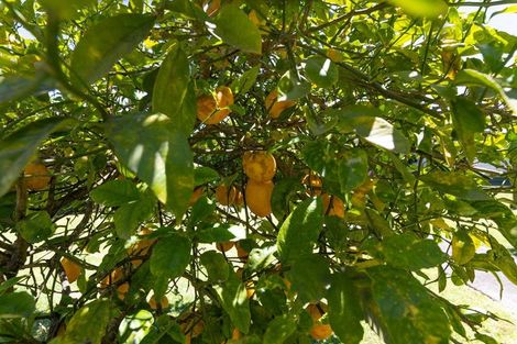 Photo of property in 38 Waerenga Road, Te Kauwhata, 3710