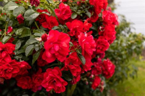 Photo of property in 9 Faulkland Drive, Witherlea, Blenheim, 7201