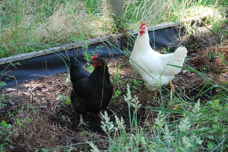 Photo of property in 99a Settlement Road, Kaiwaka, 0573