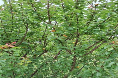 Photo of property in 695e Chester Road, West Taratahi, Carterton, 5791