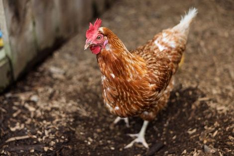 Photo of property in 145a Whakamarama Road, Whakamarama, Tauranga, 3179