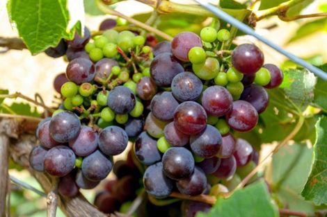 Photo of property in 127 Durrant Drive, Whangamata, 3620