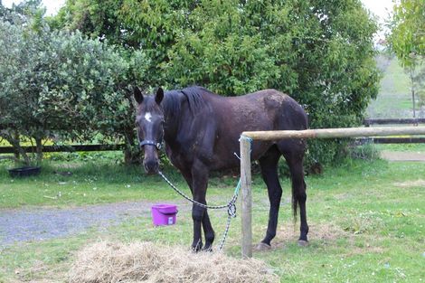 Photo of property in 2621 River Road, Tuakau, 2121