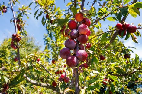 Photo of property in 572 Taonui Road, Colyton, Feilding, 4775