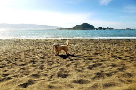 Photo of property in 9/20 Trent Street, Island Bay, Wellington, 6023