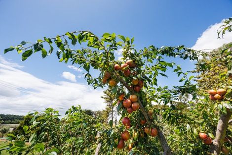 Photo of property in 731 Stoney Creek Road, Bunnythorpe, Palmerston North, 4470