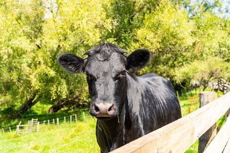 Photo of property in 5 Judd Road, Maungaturoto, 0520