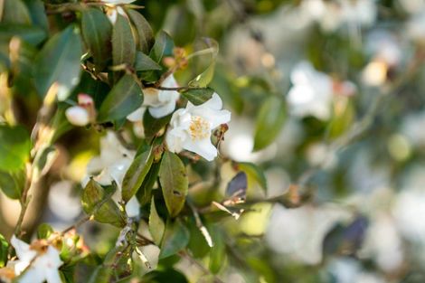 Photo of property in 13 Kane Road, Papamoa Beach, Papamoa, 3118