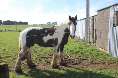 Photo of property in 141 Valley Road, Woodville, 4998