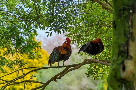 Photo of property in The Grand Apartments, 2d/4 Kell Drive, Albany, Auckland, 0632