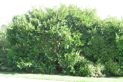 Photo of property in 1002 East Coast Road, Northcross, Auckland, 0630