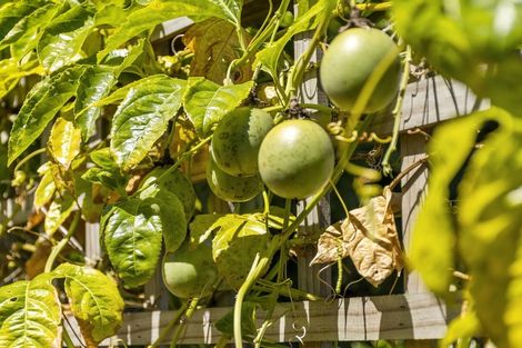 Photo of property in 19b Bellevue Road, Brookfield, Tauranga, 3110