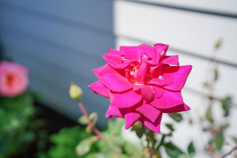 Photo of property in 77 Ness Street, Appleby, Invercargill, 9812