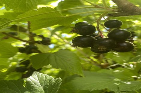 Photo of property in 98 Hawke Road, Orari, Geraldine, 7992