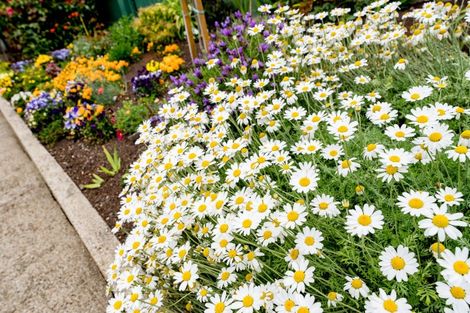 Photo of property in 14 Tweed Street, Kinmont Park, Mosgiel, 9024