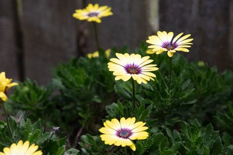 Photo of property in 7b Fairview Road, Katikati, 3129