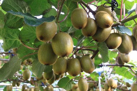 Photo of property in 237a Busby Road, Tahawai, Katikati, 3170