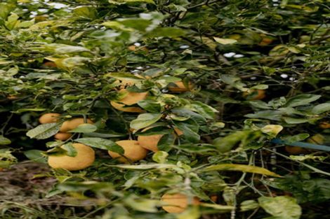 Photo of property in 7 Pokapu Place, Bethlehem, Tauranga, 3110