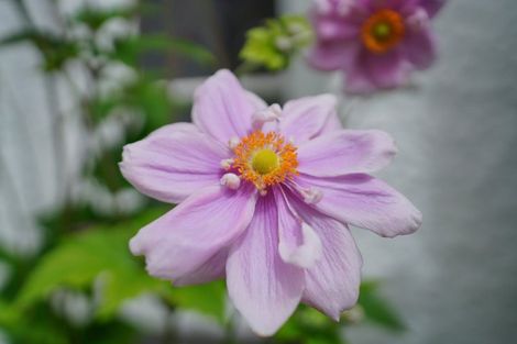 Photo of property in 32 Melbourne Street, Windsor, Invercargill, 9810