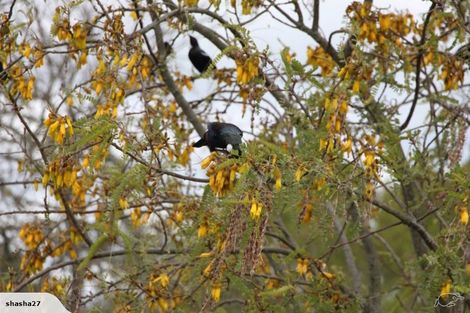 Photo of property in 8849 Paeroa Kopu Road, Puriri, Thames, 3578
