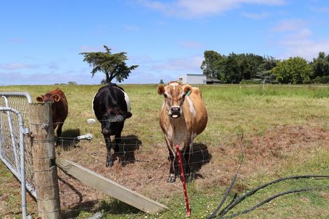 Photo of property in 251 Drysdale Road, Myross Bush, Invercargill, 9872