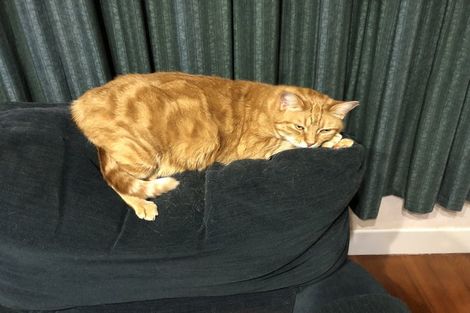 Photo of property in 71 Shaw Road, Oratia, Auckland, 0604