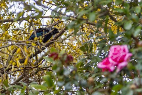 Photo of property in 1/3 Princeton Road, Raumati Beach, Paraparaumu, 5032