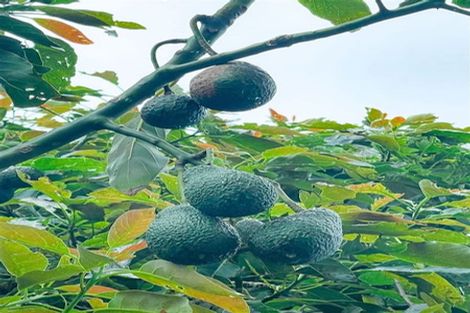 Photo of property in 15 Anaru Street, Raumati Beach, Paraparaumu, 5032