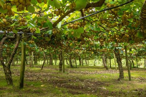 Photo of property in 116 Tuapiro Road, Tahawai, Katikati, 3170